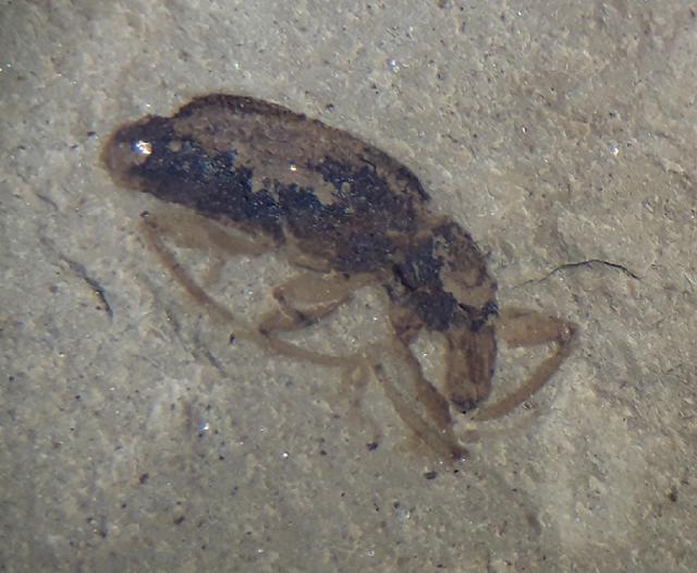 Curculionidae sp. LATREILLE 1802 (Rsselkfer) - Bild © FossNet FossilienStore